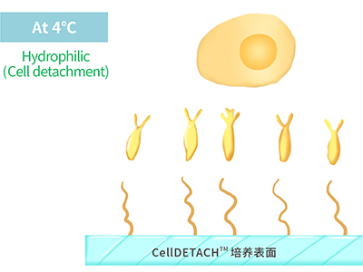 4℃時，溫敏聚合物涂層為高分子伸直狀態(tài)，表現(xiàn)為親水性，利于貼壁細胞的脫落