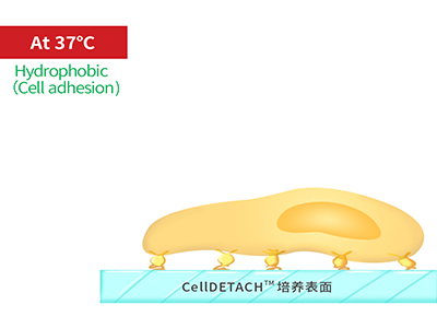 37℃時，溫敏聚合物涂層為高分子卷縮狀態(tài)，表現(xiàn)為輕度疏水性，更有利于細胞的貼附