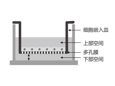 懸掛式設(shè)計，嵌入皿移細胞嵌入皿移動時單層細胞不受影響上部空間 ，還能防止培養(yǎng)液通過中毛細作用流失
